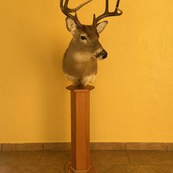 Whitetail Pedestal Mount 