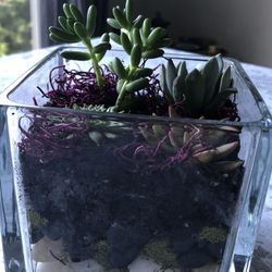 Succulent Arrangement 