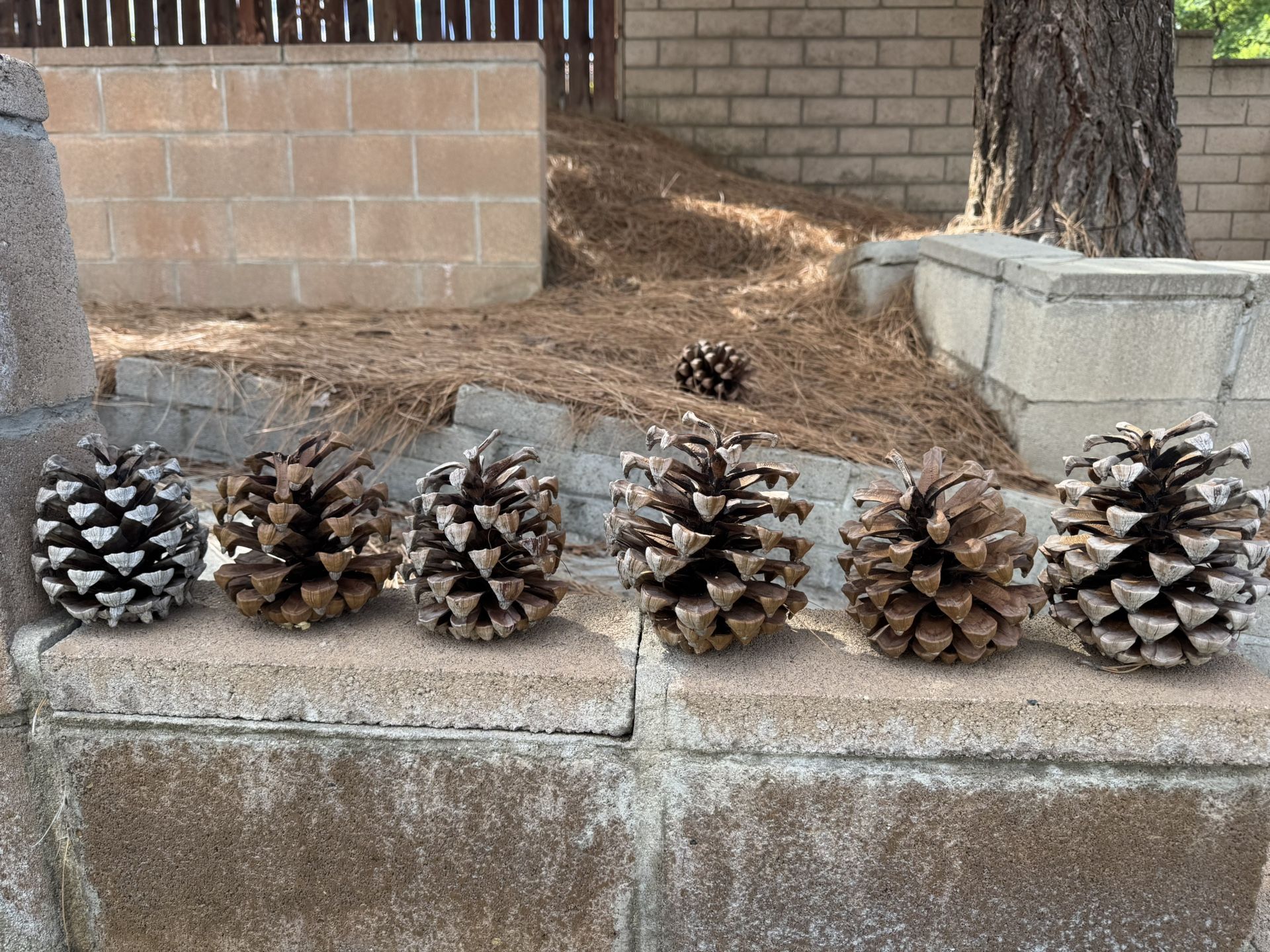FREE Pinecones