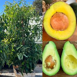 Avocado trees