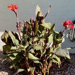  Canna- Variegated  Orange  - Rooted Corms 