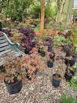 Many Japanese Maples For Sale🍁