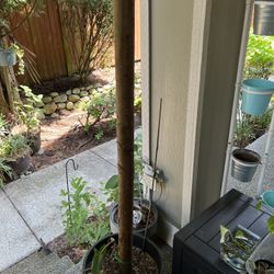 12” Pot With 6 ft Pole And Syngonium Lance