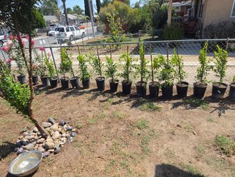Ficus (INDIAN LAUREL)