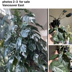 Epipremnum Pinnatum Albo