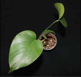Monstera Deliciosa top cutting - fully rooted