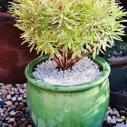 A Stunning Succulent In A Beautiful Ceramic Pot