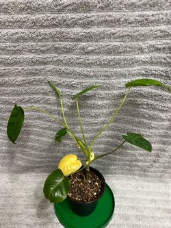 Philodendron Burle Marx Variegated