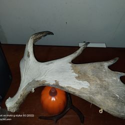 28 Inch Moose 🫎 Antler 
