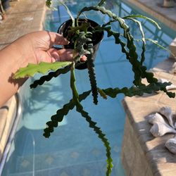 FISHBONE/RIC RAC PLANTS 🌱 