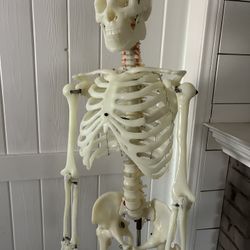 Skeleton Display 