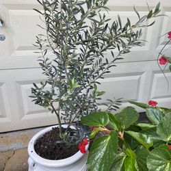 Olive Tree 5 Years Old