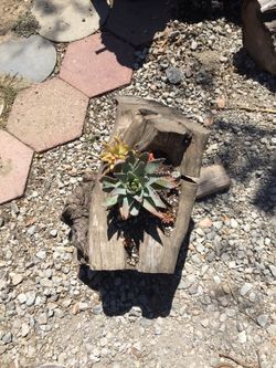 Succulent Log arrangement