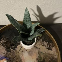 Fake Plant