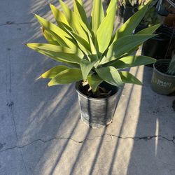 Green Agave