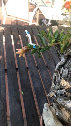 Bonsai Pomegranate