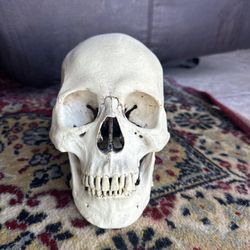Museum Quality Skull Replica