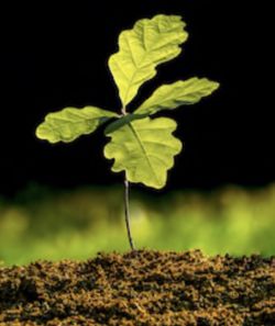 3 Oak tree seeding plants