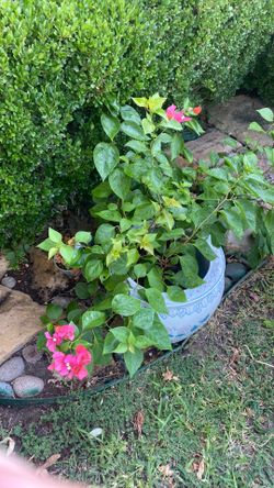 Large bouganvilla