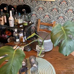 Unrooted And Rooted Houseplant Cuttings 