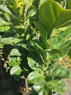 Ficus lyrata on sale! $60