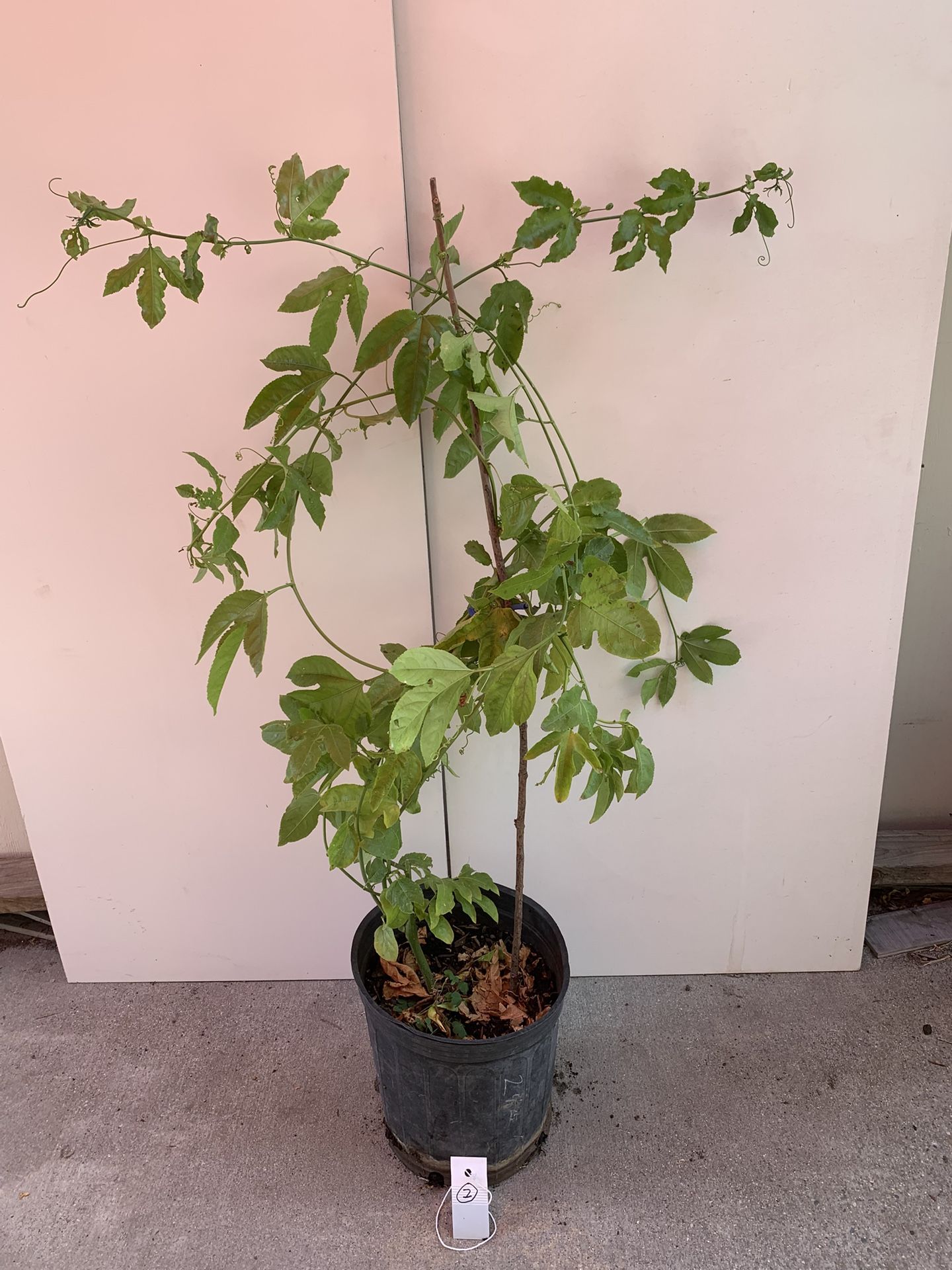 #2- Passion Fruit Plants
