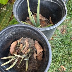 Plantas de sábila a $10