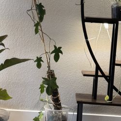 Multiple Houseplants For Sale !!! 