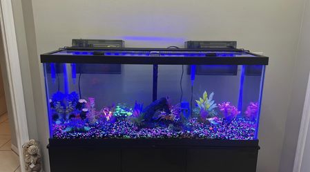 Vendo Completo Sem Peixe