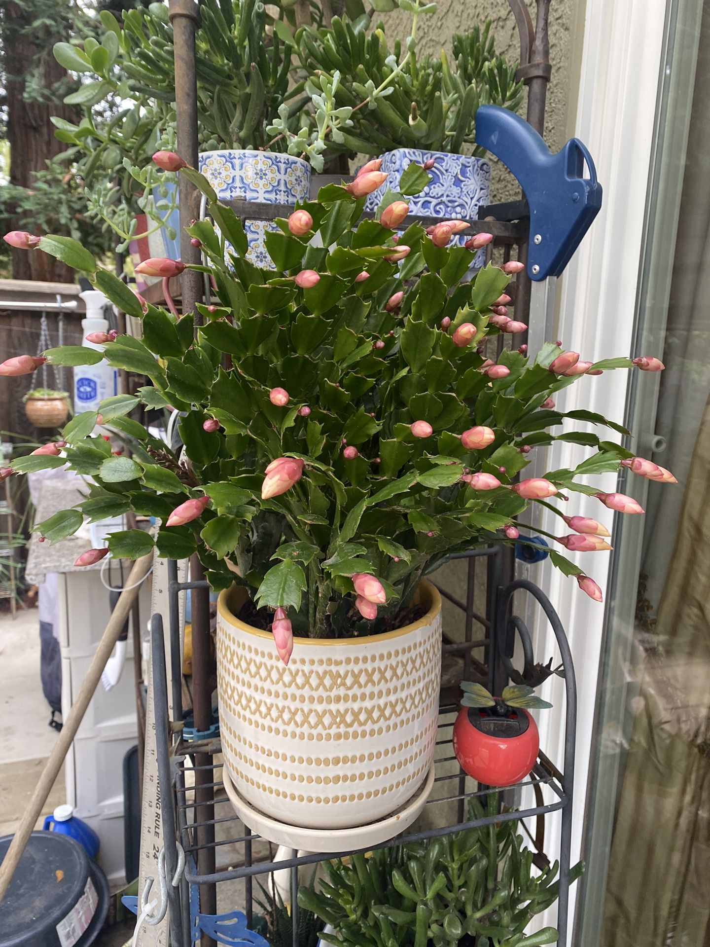 A pretty ceramic pot full of healthy Thanksgiving cactus full of buds