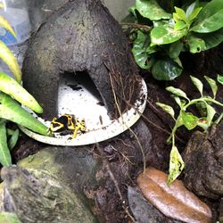 Poison dart frogs