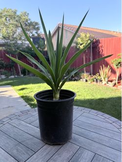 Healthy Yucca