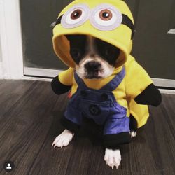 Dog Minion Costume Small