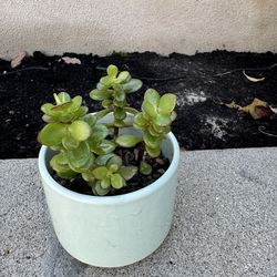 Small Jade Plant