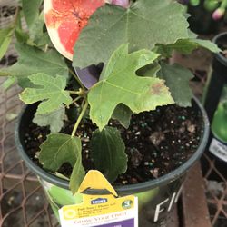 Ficus Carica Beers Black Fig Dwarf Species Plants Trees 