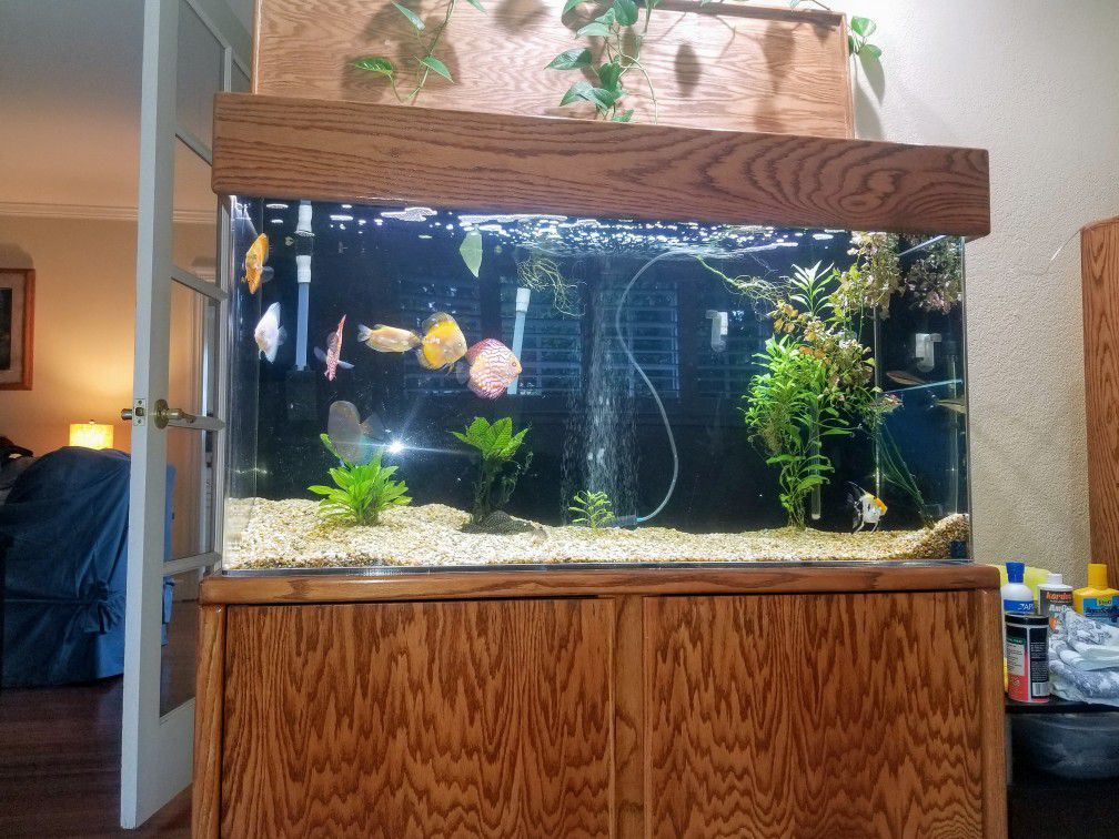 90 gallon sea clear acrylic aquarium