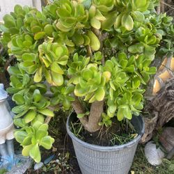 Beautiful Succulents