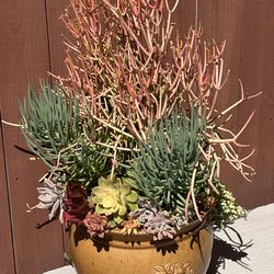 A big pot Ceremic of succulents