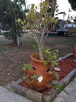 Soculents pot
