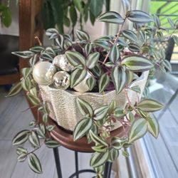 Tradescantia zebrina Plant 🪴 
