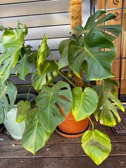 Plants/pots $20-$50