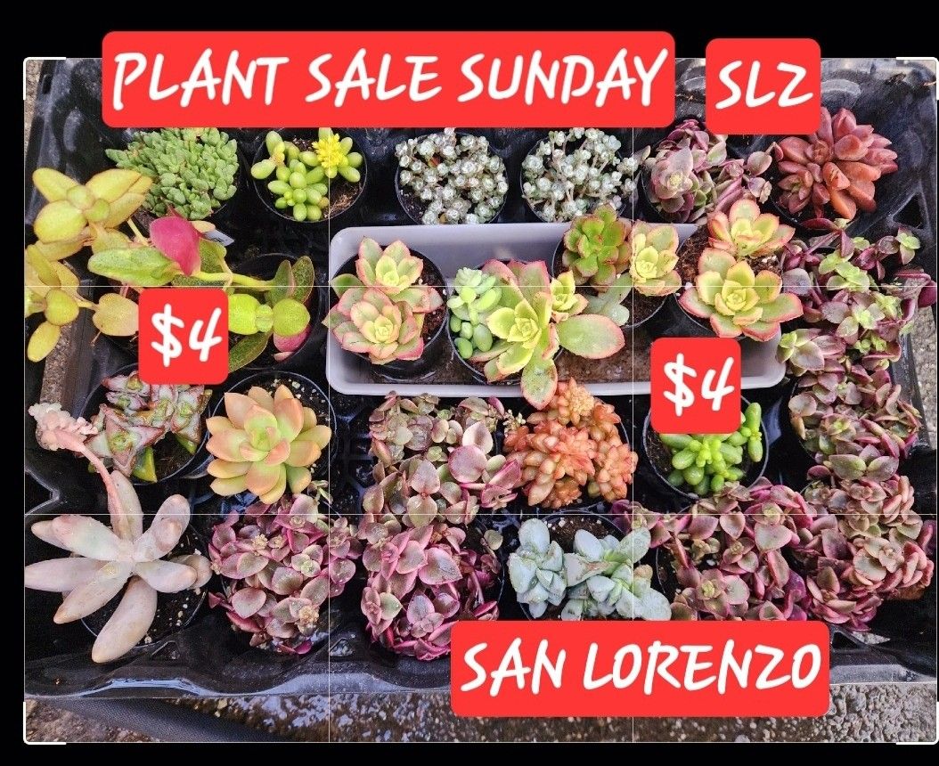 PLANT SALE $4 EACH. SUNDAY IN SAN LORENZO CHECK IT OUT