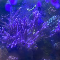 Cali Tort Acro Fake Coral