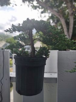 Juniper Bonsai Starter