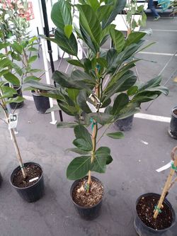Jackfruit