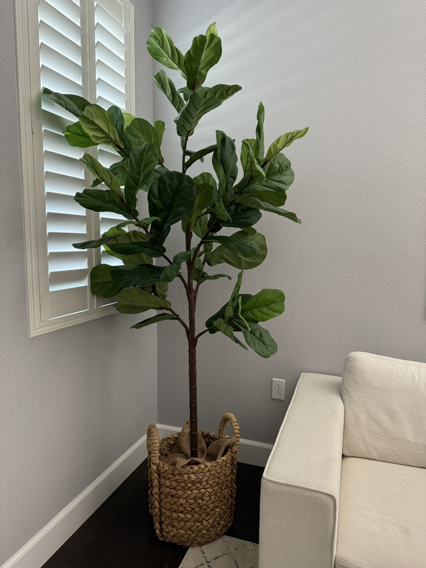 7’ Pottery Barn fiddle leaf tree
