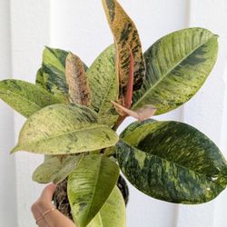 Ficus Shivereana Moonshine Plant 4" Pot - Indoor House Plants 