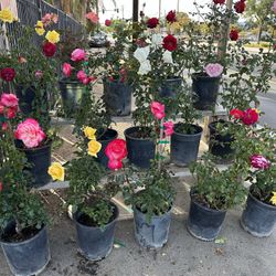 Roses Rosas