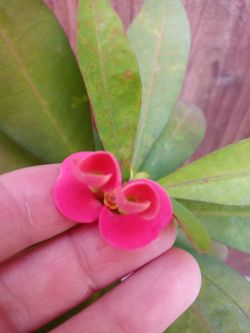 Corona De Cristo. Planta