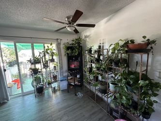 Indoor Plants